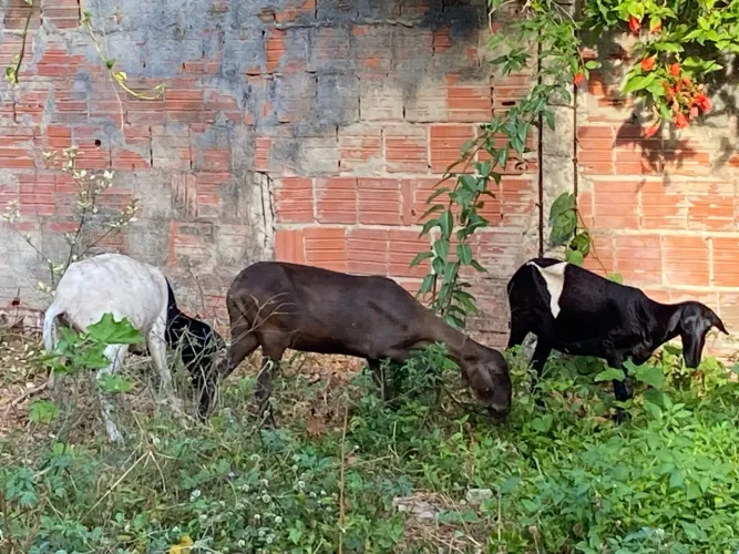 Vende-Se Lote de 9 Ovelhas