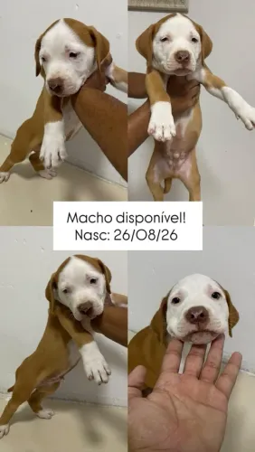 FILHOTE DE PITBULL