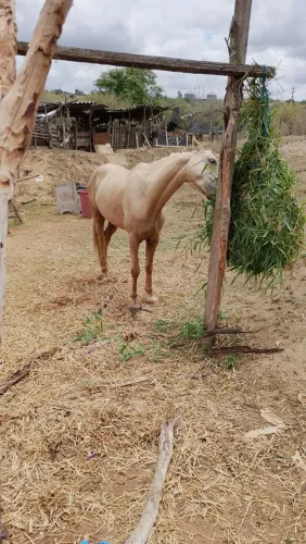 Vendo pordo de campo leia a descrição