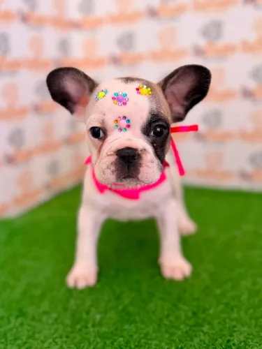 Buldogue Francês Fêmea