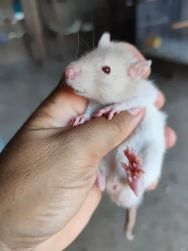 Ratos Twister 