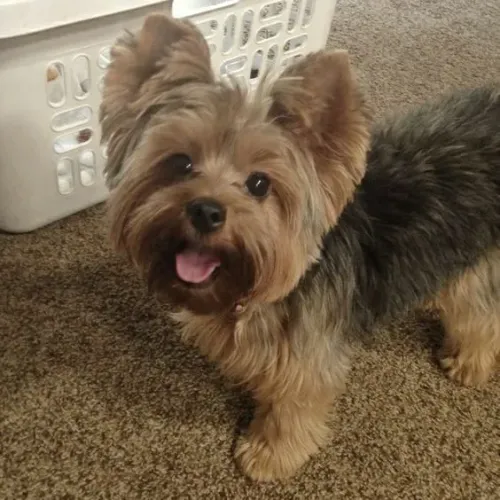 Filhote Yorkshire Terrier Fofo Procura Lar Amoroso