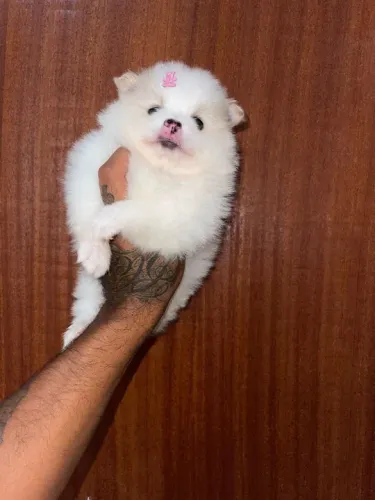 Lulu da pomerania fêmea branca 