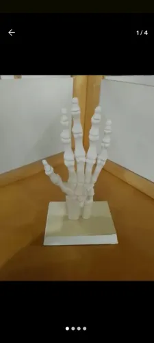 Modelo anatômico da mão- peça nova