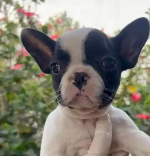 Bulldog Francês - Pequeno no Tamanho, Enorme no Carisma!