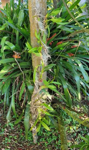 Várias mudas de Orquídea Chuva de Ouro já florescendo em galho de madeira