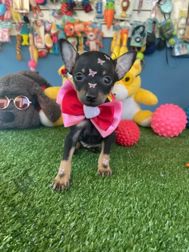 Pinscher miniatura fêmea coloração preto e canela 