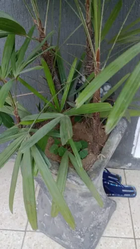 Palmeira Elegante em Vaso Decorativo