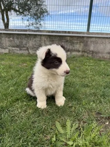 Border Collie Filhotes de Border Collie: Bolinhas de Pelo Cheias de Amor!