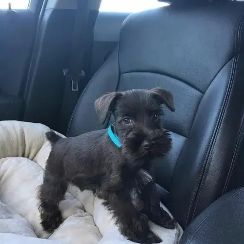 Filhotes de Schnauzer à sua espera!