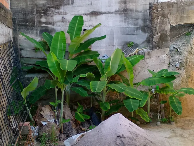 Mudas de banana prata