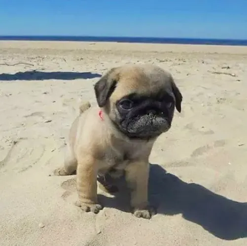 Pug cara de quem aposenta mas abraço como ninguém