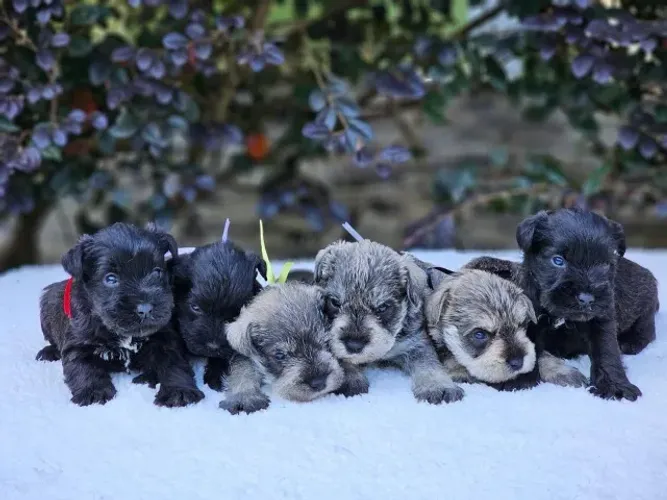 Schnauzer Miniatura | Disponíveis para Reserva