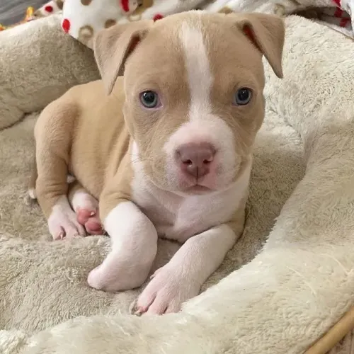 Filhote de American Bully à venda!