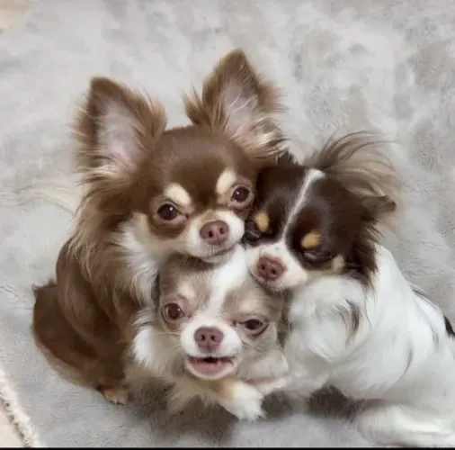 Dócil  Chihuahua de pelo longo á venda 