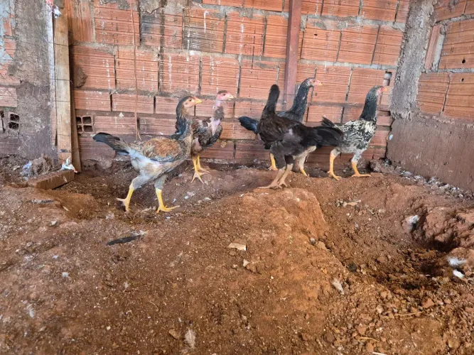 Franguinhos Caipira