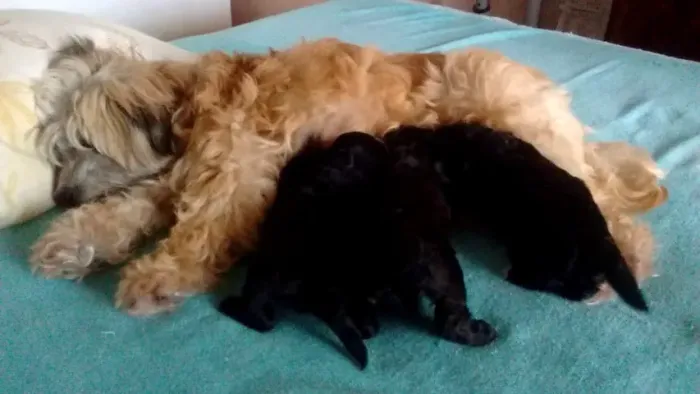 MALTES X POODLE Corações peludos prontos para conquistar a sua família. Chama 9 975I 649I