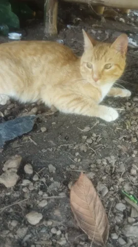 Gatinho jovem para adoção urgente