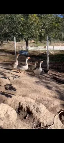 vendo casal de ganço !