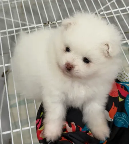 Spitz alemão (Lulu da pomerania) fêmea