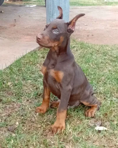 Filhotes de Doberman disponíveis