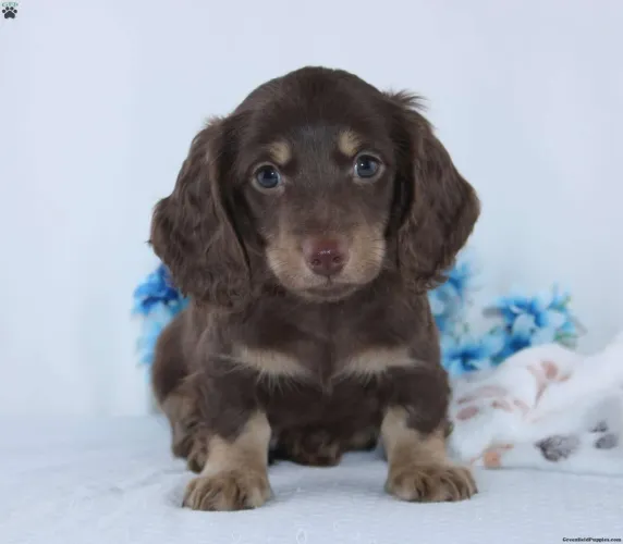 Dachshund á pronta entrega