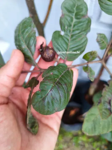 Goiaba roxa produzindo 