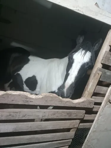 Vendo Cavalo Pampa