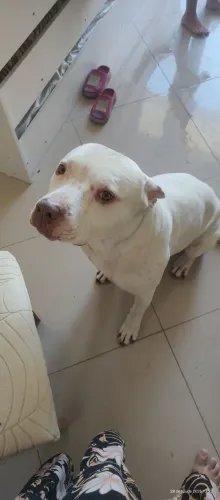 Doação de Pitbull macho 