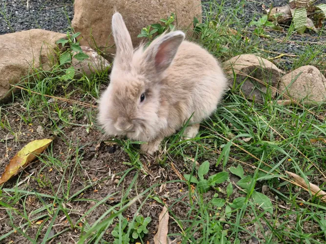 Mini coelho - Mini Lion