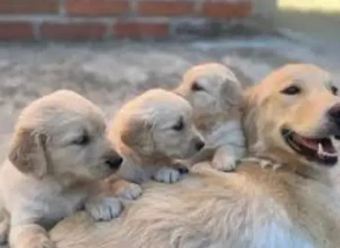 Golden retriever o rei do carinho que vai derreter sua familia 