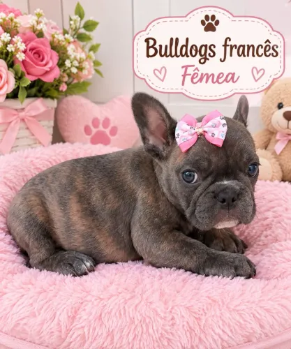 Buldogue francês fêmea pronta entrega