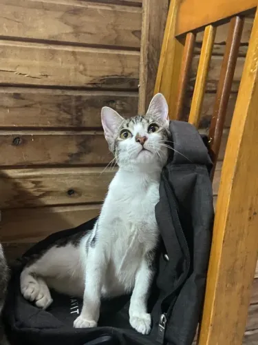 Gata Fêmea Castrada p/ Adoção