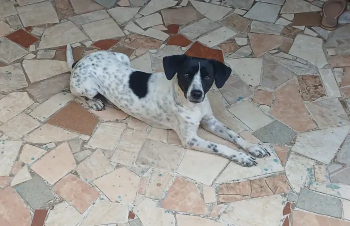 Cachorro saudável ele se da muito bem com crianças