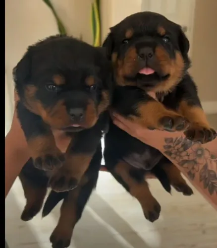 Rottweiler alemão fêmea lindona