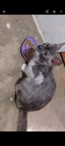 Gato macho pra doação