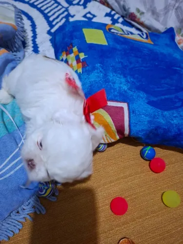 Shih Tzu filhotes disponíveis para novo lar
