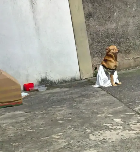 Cachorra abandonada