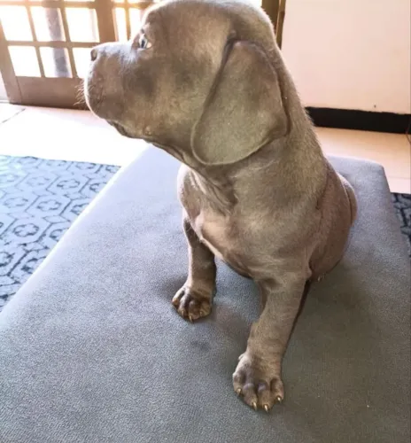 American Bully macho pocket