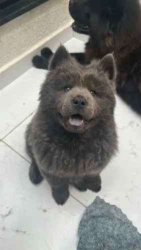 Filhotes de Chow Chow (Fêmeas)