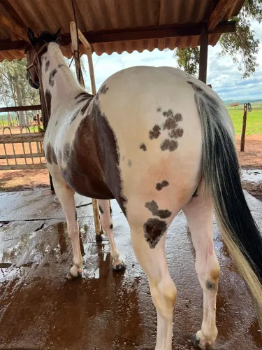 Potra PAINT HORSE  