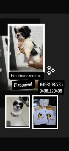Vendo filhote de shih tzu