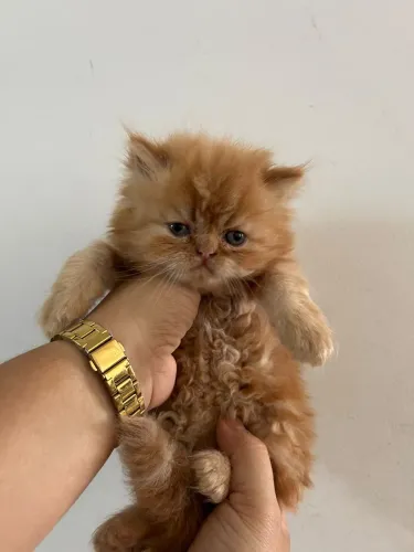 Filhotes de gato persa 