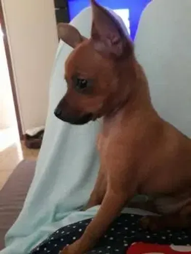 Pinscher caramelo macho