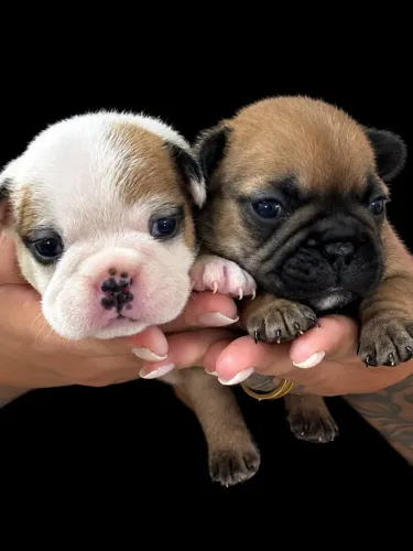 Lindos filhotinhos Buldogue Francês