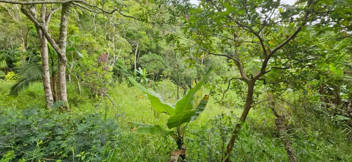 Vendo terreno em São Lourenço da Serra - a 100mts da BR