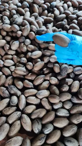 Noz Pecan