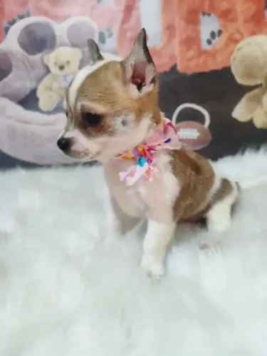 Princesinhas Chihuahua pêlo curto disponíveis!