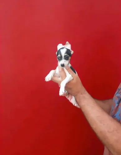 Filhotes de Pinscher - Personalidade Forte e Muito Amorosa