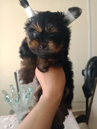 Vendo York shire  micro machinho 